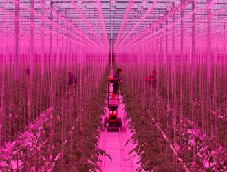 Tomato plants in the biggest semi closed glasshouse in the UK