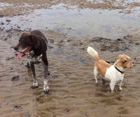 dog buddies on beach
